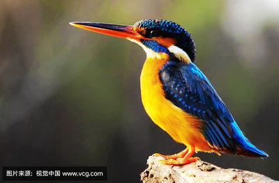 捷克的国鸟——翠鸟