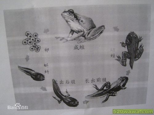 蝌蚪变青蛙