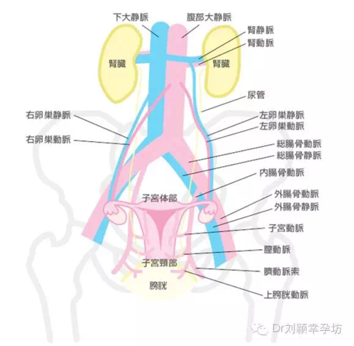 下图显示的子宫周围的血管分布