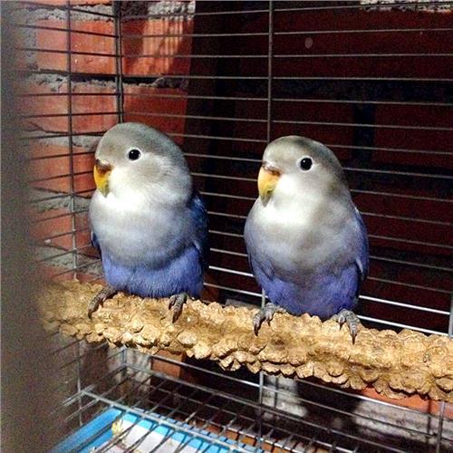 牡丹鹦鹉年龄大小的判断