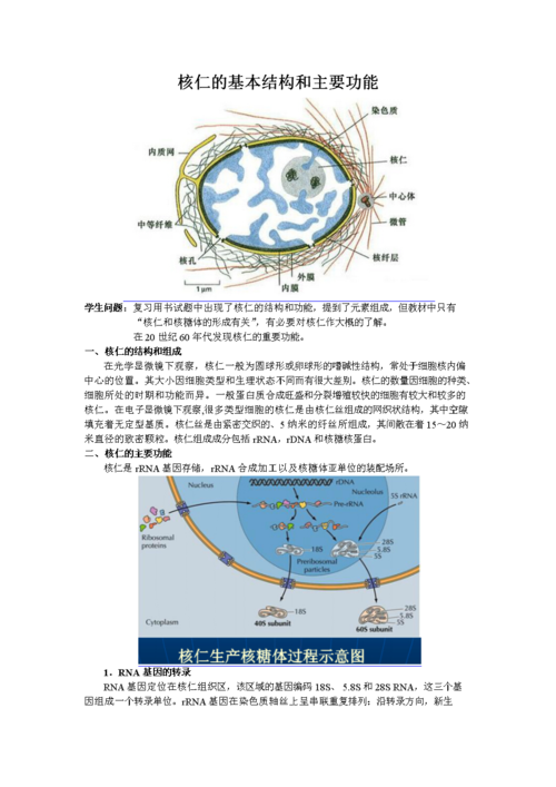 核仁的基本结构和主要功能.doc