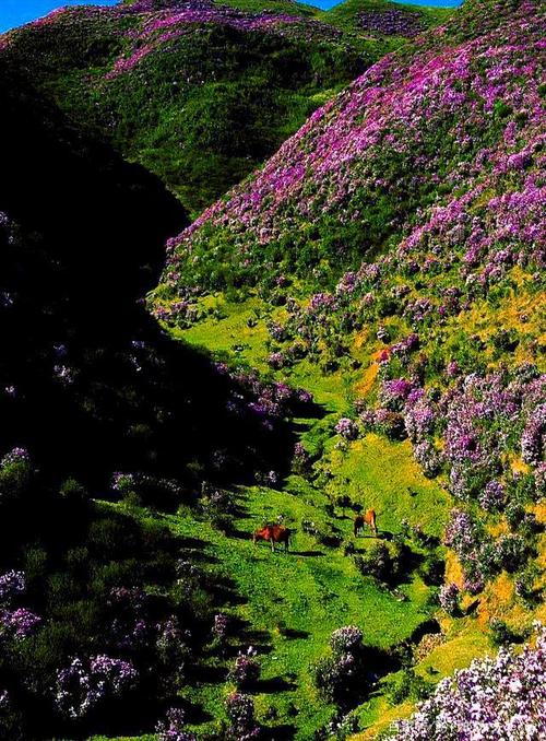 草原奇观:贵州的乌蒙大草原杜鹃花开了,美成了人间天堂