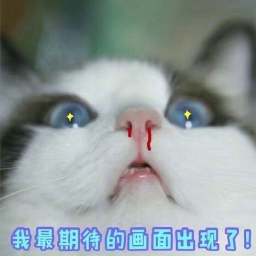 猫咪喵星人流鼻血最期待画面出现了斗图搞笑gif动图_动态图_表情包
