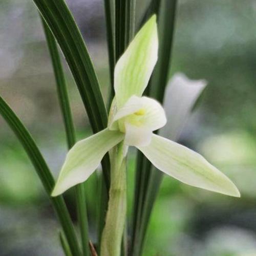 又名白雪冰心春兰素花室内盆栽花卉绿植兰花苗高宅兰花阿里山素