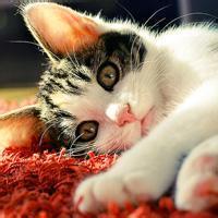 失落的人微信高清头像