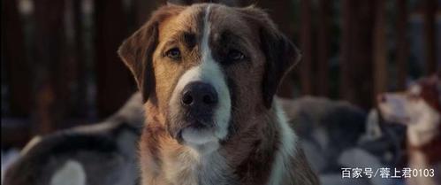 电影《野性的呼唤》中的巴克真的是一只狗吗?