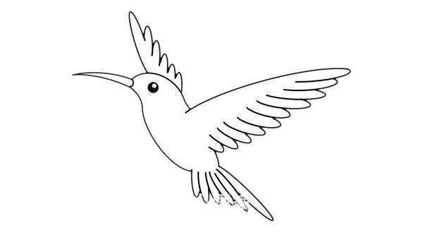 蜂鸟简笔画的画法步骤图解教程