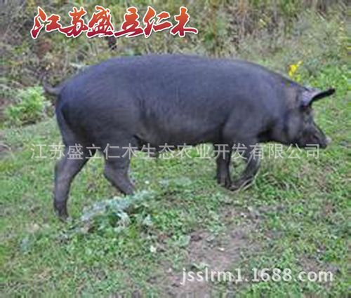 母用途苗猪产地/厂家江苏盛立仁木生态农业开发有限公司品牌跑山猪