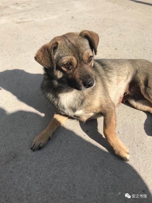 后,顽强的小狗总算活了下来,但一条腿始终不能着地,走路一瘸一跛党栉