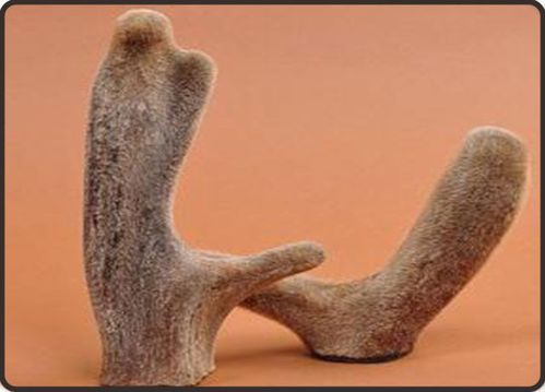 补肾壮阳,生精益血之佳品:鹿茸