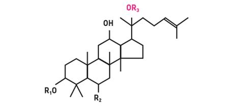 人参皂苷的构造