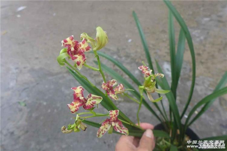 凤凰传奇2 - 中国兰花交易网