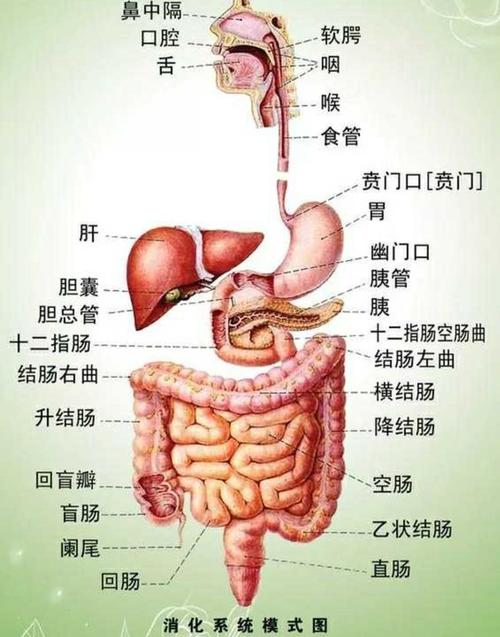 胃镜没有你想象的那般可怕|胃癌|溃疡|治疗|十二指肠