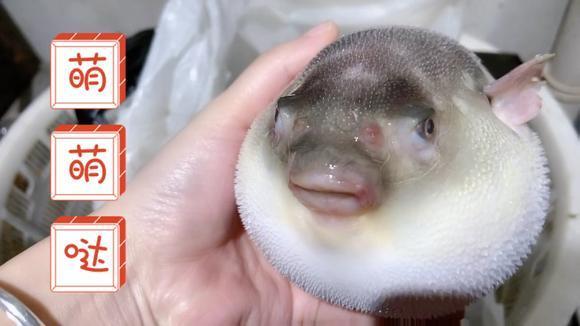 河豚很生气,后果很严重