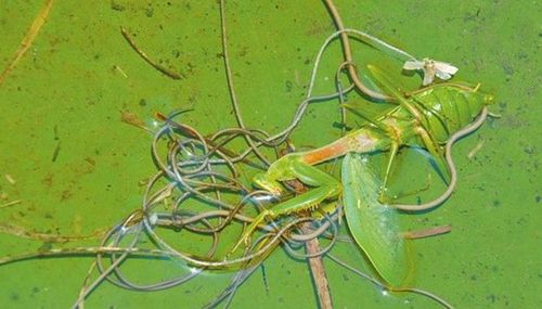铁线虫操控螳螂的秘密