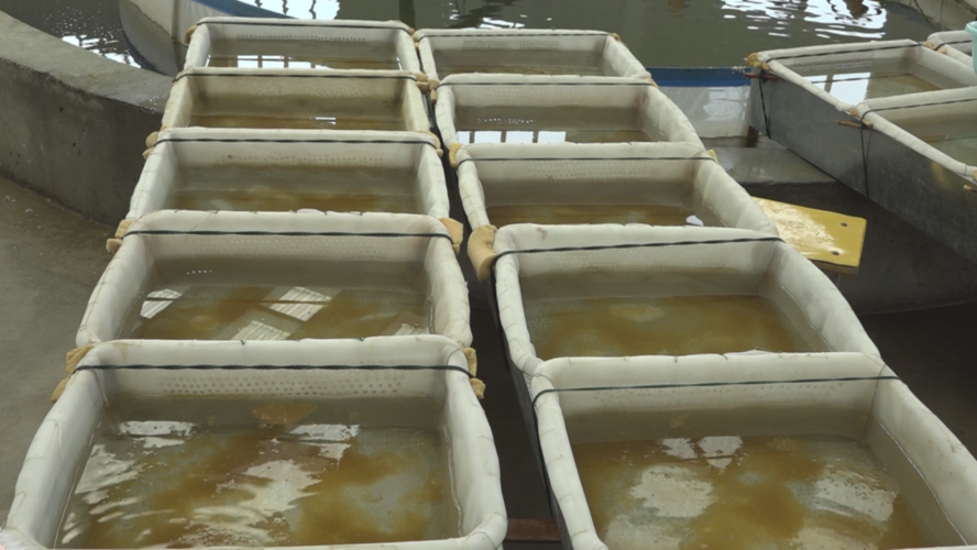 福海县2020年预计完成土著鱼苗孵化2亿尾