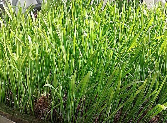 猫草是什么植物