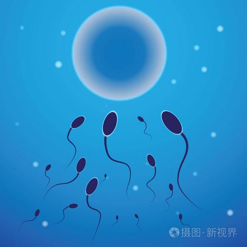 矢量图的精子和卵子细胞