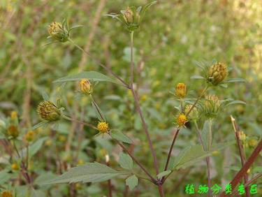民间讲的接力草是什么