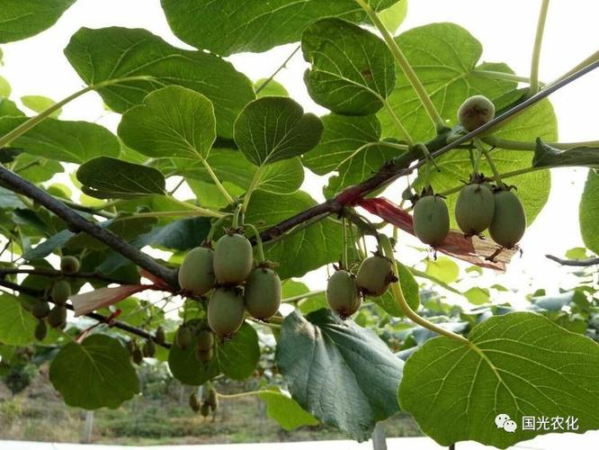 【干货】区别猕猴桃的黄叶子