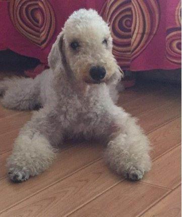 带血统证书赛级四代血统贝灵顿绵羊犬