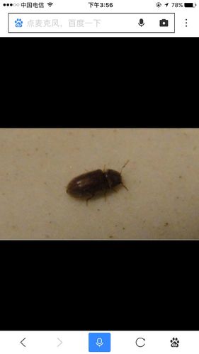 家里有这种虫子 还不少 红色的 带翅膀 这是什么虫子怎么消灭呢 咬人