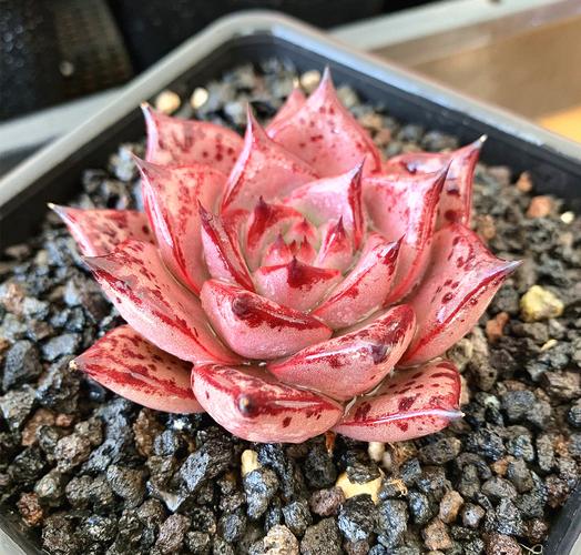 袍夫皮蛋韩国进口多肉植物冬云杂交多肉植物