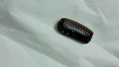 天哪,这是什么虫!求解答