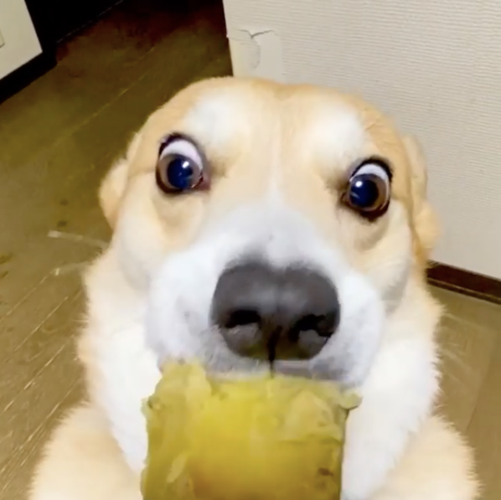 没断尾的柯基成了行走的表情包,网友:这才是狗狗该有