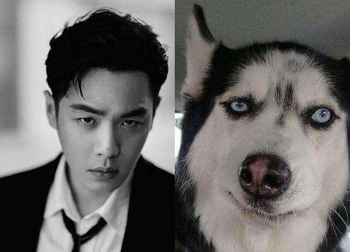 还有跟林更新同撞脸哈士奇的张若昀