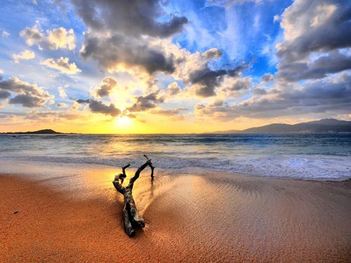 beach sand with a wooden branch on it and the ocean with the sun