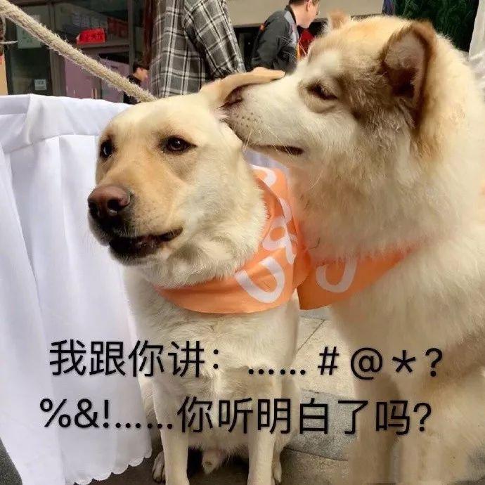 各种有趣的表情包呀