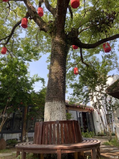 远离城市喧嚣 邂逅老樟树民宿