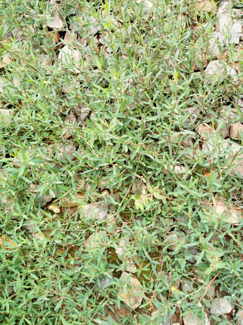 158****3977 我有更好的答案 1条回答  扁蓄(拉丁学名:polygonum