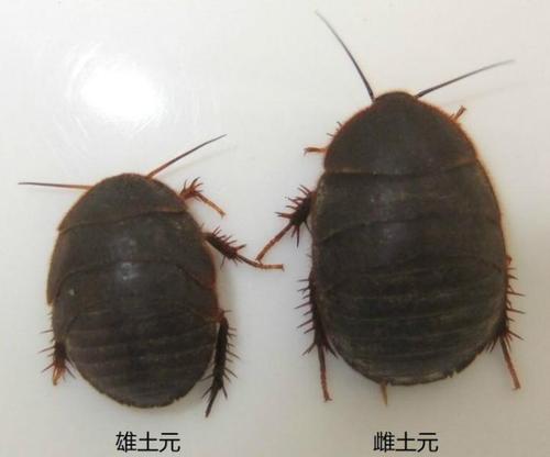 土元养殖
