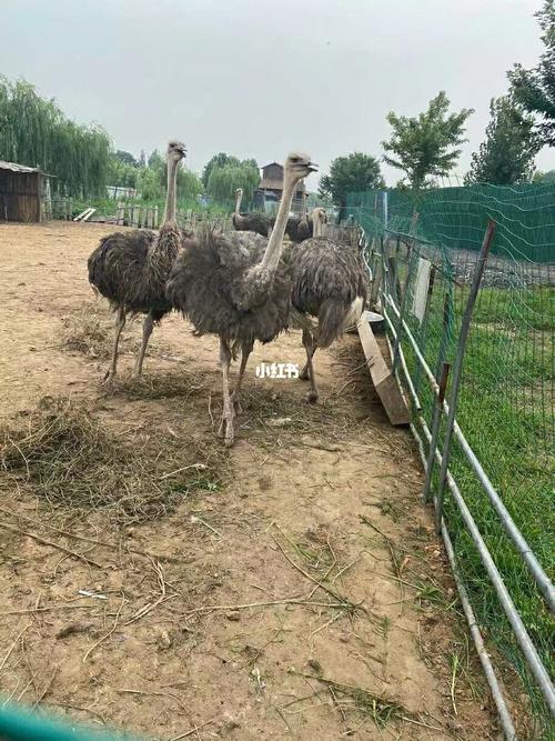 曲阜长鹿动物园96票_动物园_曲阜长鹿动物园_出行