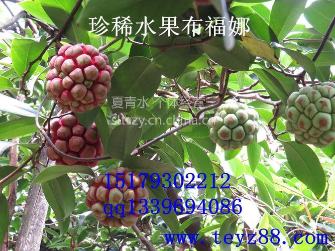 【供应致富好水果长寿果布福娜】图片