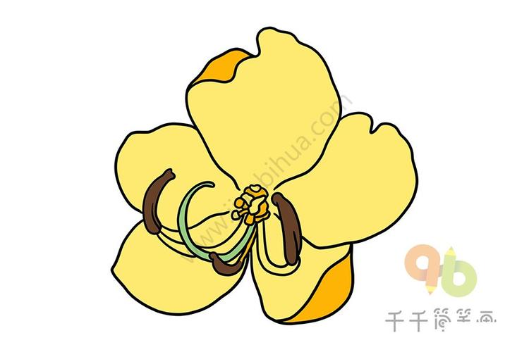 黄槐花简笔画 简单好画