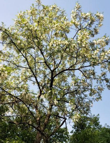 安徽人男女老少齐上阵,洋槐花火了!千万别把树都捋秃了.