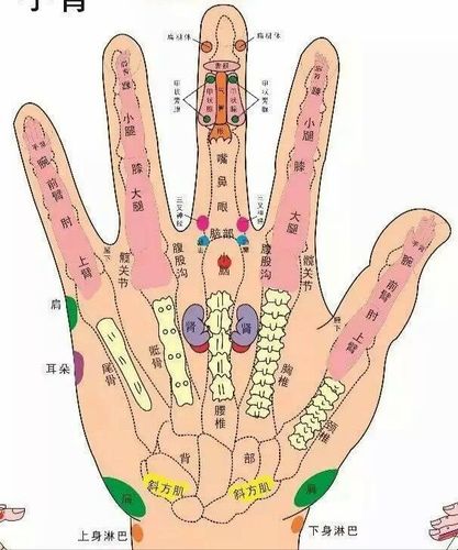 中医手部全息诊疗