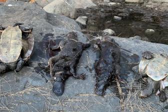 干旱污染致大量死亡 研究:澳鸭嘴兽有灭绝危险