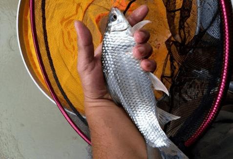 看图识别淡水鱼种类大全