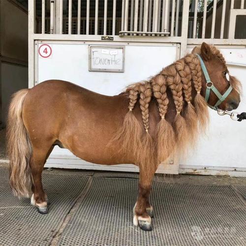 的是欧洲矮马,个子小一般身高在—公分体型匀称,被当做私人宠物饲养