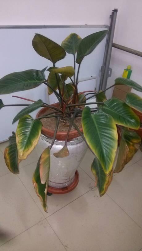 我家红钻叶子发黄该怎么治疗?