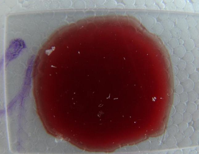 白痢检测 - 兽医交流/实战/药理区 - 鸡病专业网论坛