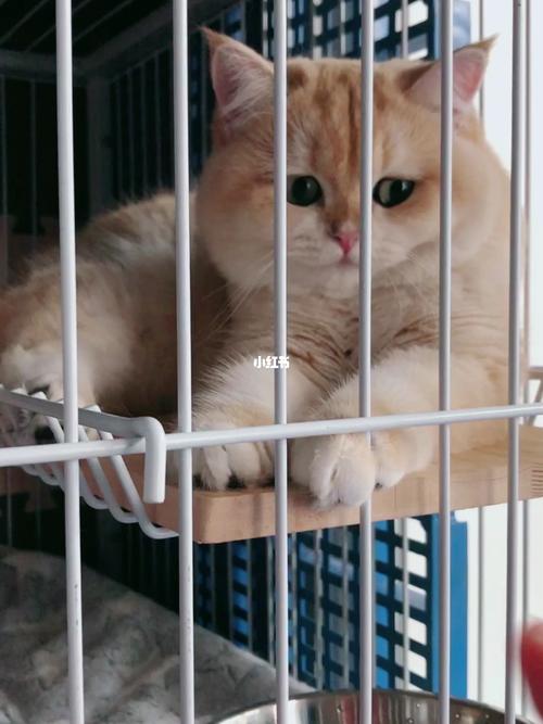 金渐层ny12色的个人看法_金渐层_手套_猫舍_宠物_猫咪