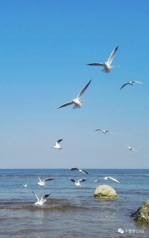 自由飞翔一鸟类