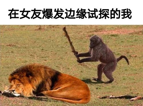 (狮子和猴子表情包)在女友爆发边缘疯狂试探的我表情包
