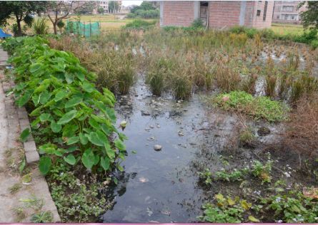 我们可以从图中看出,臭水沟就在田边,还是露天没有作围蔽的,稻谷几乎