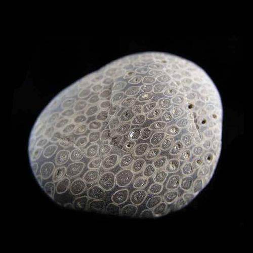 高古珊瑚化石/老珊瑚